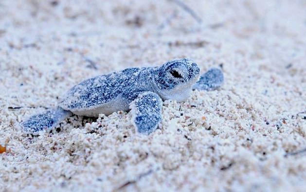 Baby Turtle