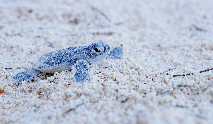&copy; Akumal Beach Resort