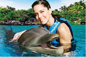 Dolphin Discovery