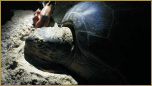 Ecotour - turtles laying eggs
