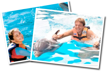 Dolphin Discovery